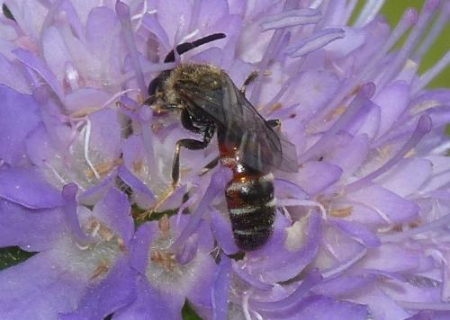 Réf. 235 203 : Lasioglossum calceatum